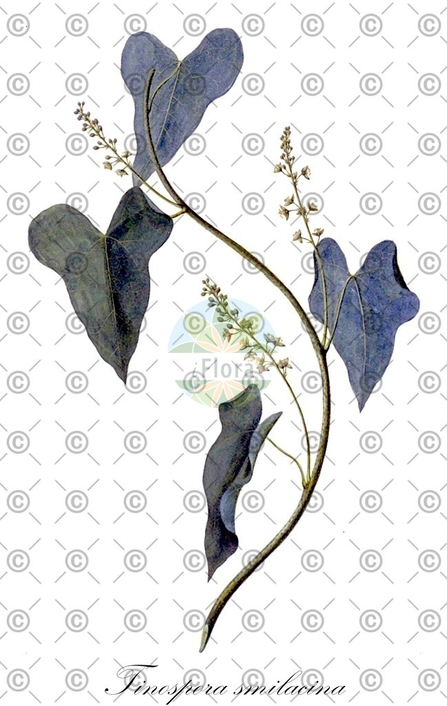 HistAbb_wfo-0001230844_1_ENZY_Simple | Historische Abbildung von Tinospora smilacina - Menispermaceae | Historical Illustration of Tinospora smilacina - Menispermaceae