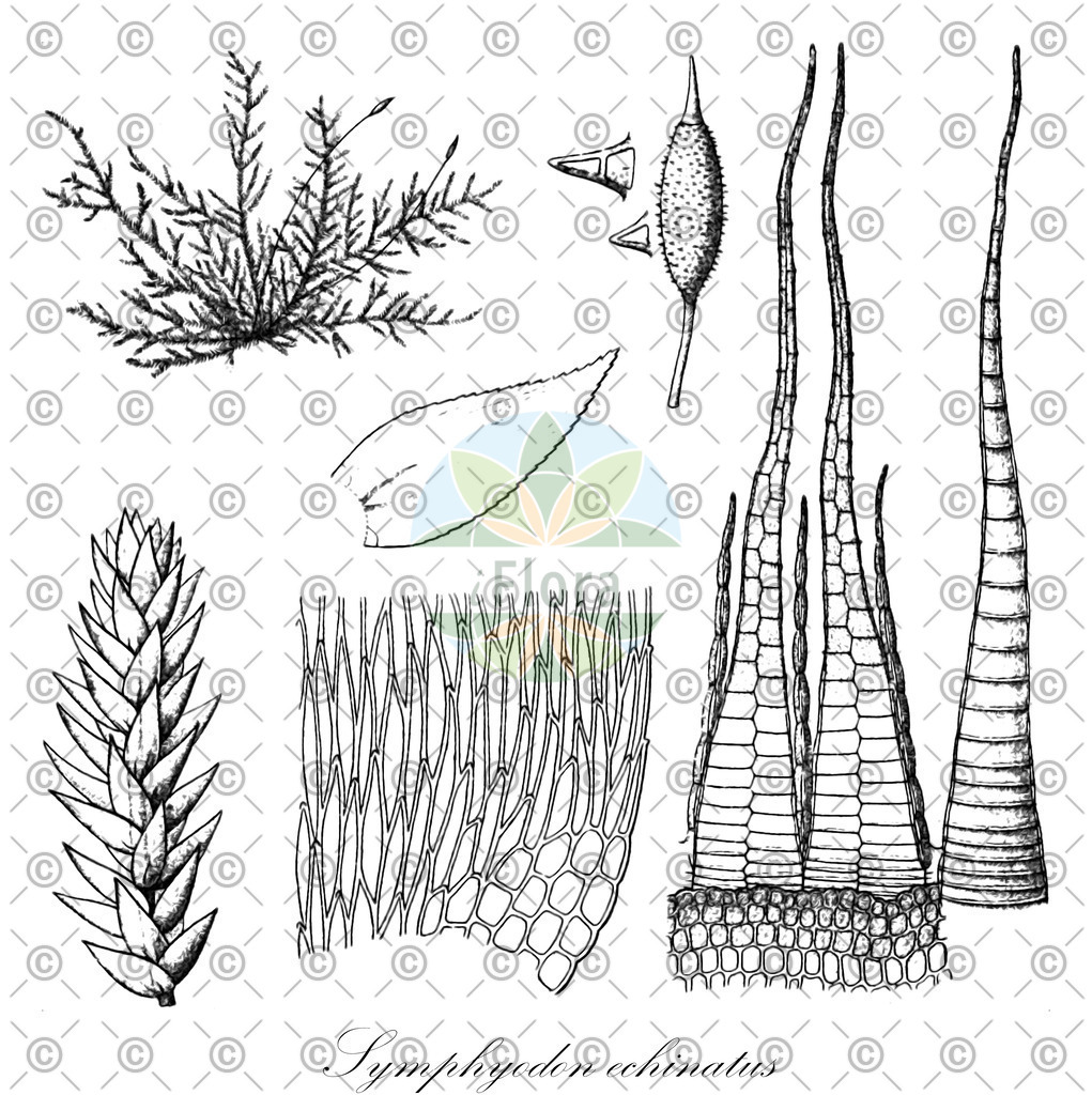 HistAbb_wfo-0001198164_1_ENZY_Simple | Historische Abbildung von Symphyodon echinatus - Symphyodontaceae | Historical Illustration of Symphyodon echinatus - Symphyodontaceae
