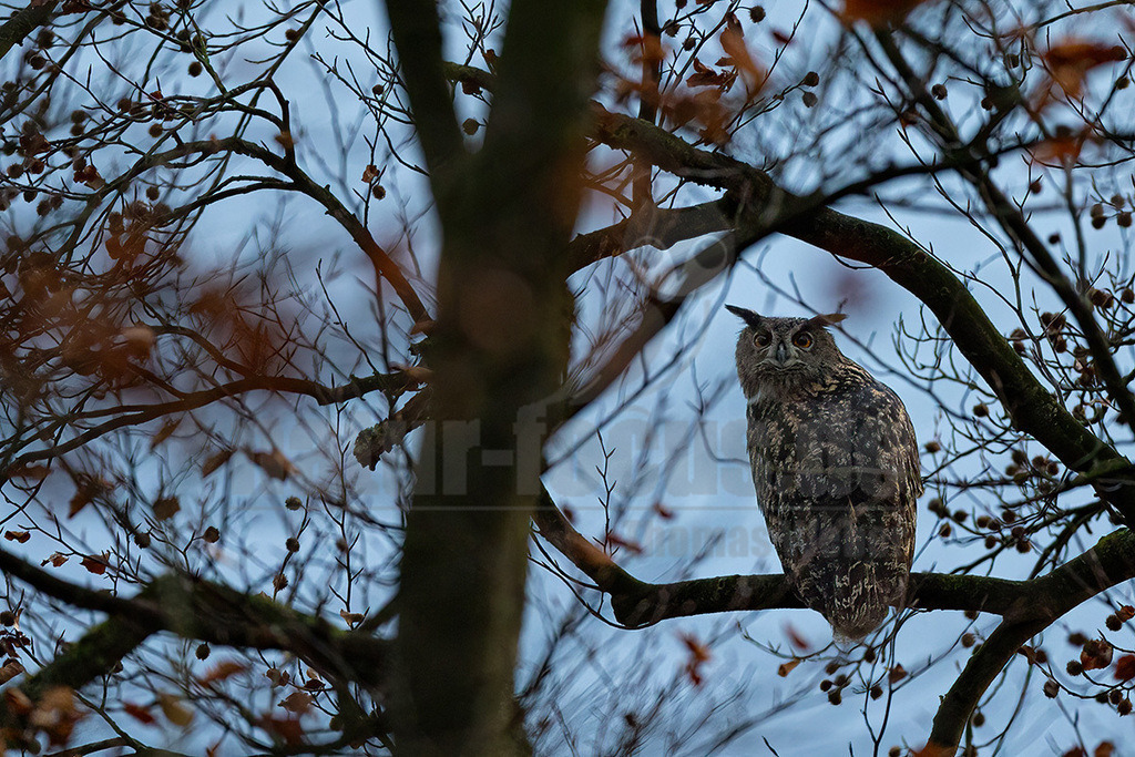 R6NF7644_20241128 | Der Uhu ist ein Standvogel, der bevorzugt in reich strukturierten Landschaften jagt. In Mitteleuropa brütet die Art vor allem in den Alpen sowie den Mittelgebirgen, daneben haben Uhus hier in den letzten Jahrzehnten aber auch das Flachland wieder besiedelt. Die Brutplätze finden sich vor allem in Felswänden und Steilhängen und in alten Greifvogelhorsten, seltener an Gebäuden oder auf dem Boden. - Realisiert mit Pictrs.com