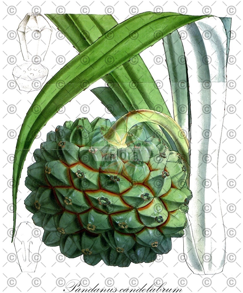 HistAbb_wfo-0000722627_1_ENZY_Simple | Historische Abbildung von Pandanus candelabrum - Pandanaceae | Historical Illustration of Pandanus candelabrum - Pandanaceae