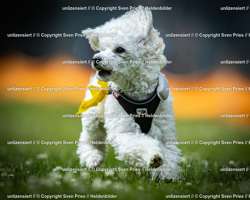 Sven Pries | 2025-05-29 - Pudelrennen KA-Durlach - Realisiert mit Pictrs.com