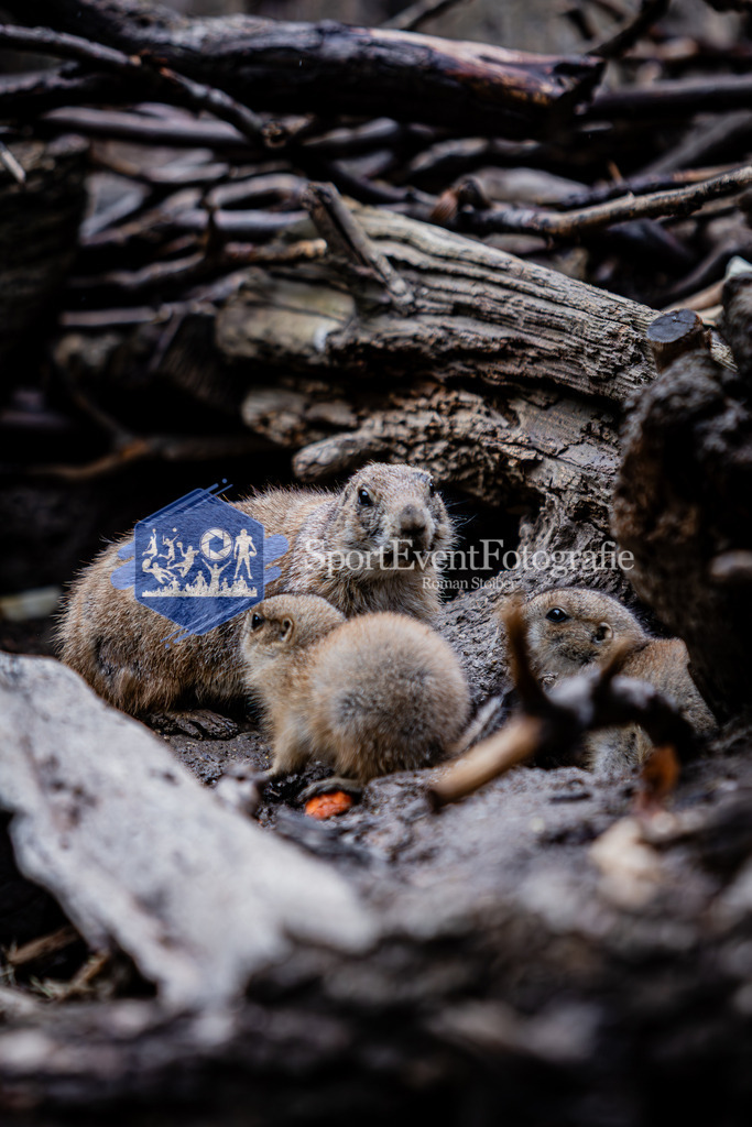 IMG_6086 | SportEventFotografie - Roman Stoiber