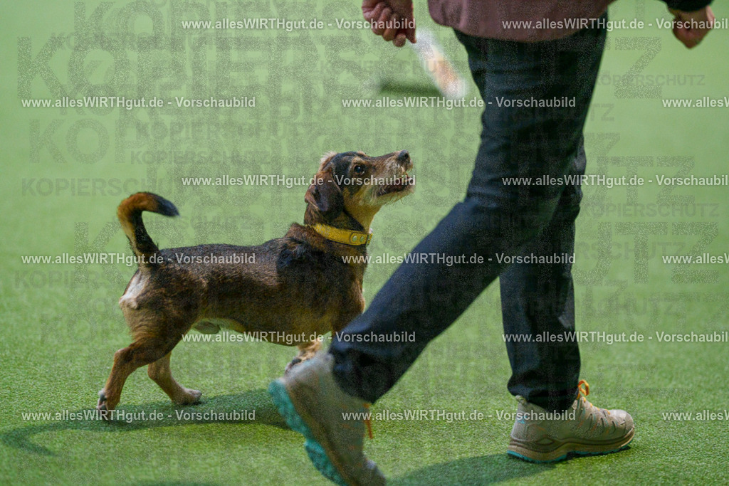 7R505887 | Professionelle Tierfotografie in Mönchengladbach von Daniel Wirth (allesWIRTHgut). Liebevolle & natürliche Bilder von Hunden & Katzen für unvergessliche Erinnerungen.