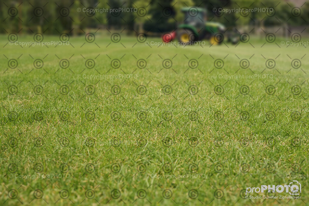 202507_Rernböck-Rasen_NZ9_1483 | proPHOTO - Realisiert mit Pictrs.com