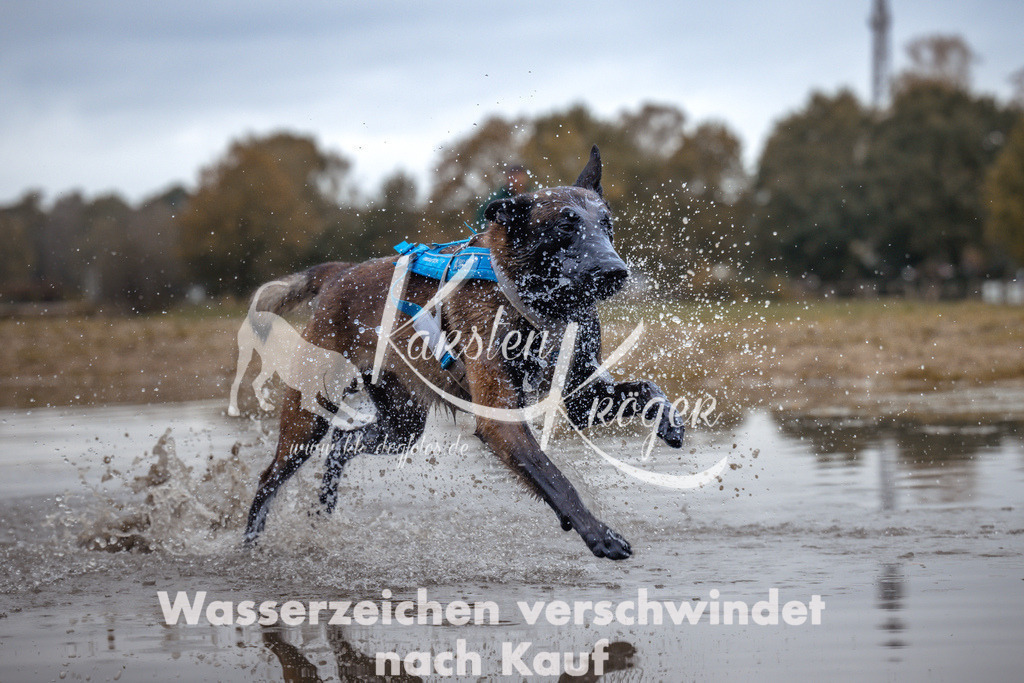 1358_ZZ95069 | kk-dogfotos