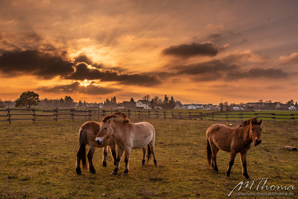 2018-11-16-15h51m29s_MichaelThoma_D610-7413 | Dies ist der Online-Shop von naturfoto.michaelthoma.de. Ich bin leidenschaftlicher Naturfotograf und fotografiere von der Andromedagalaxie bis zum Zwergtaucher, von der Ameise bis zum Orionnebel alles was mit Natur zu tun hat. Hier kann eine Auswahl meine - Realisiert mit Pictrs.com