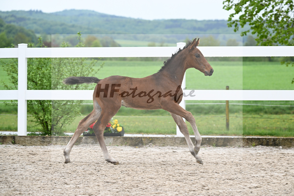 Kat-Nr. 43 HF Chacco Blue x Quo Vadios I_Schoenherr_23261538 | hf-fotografie - Realisiert mit Pictrs.com