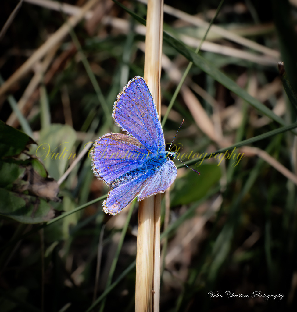 Macro 46 | Christian Vulin  - Realisiert mit Pictrs.com