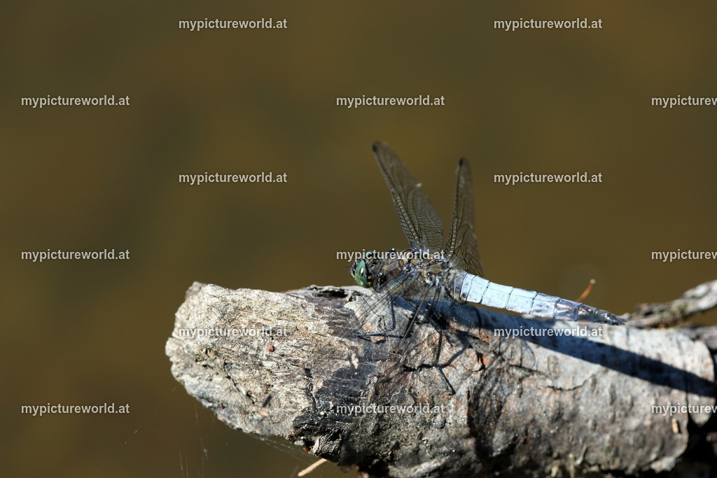 Plattbauch-009 | Das Bilderarchiv über Tiere, Planzen und Landschaften. In der Bilddatenbank finden Sie ein große Auswahl an hochwertigen Bilder für Ihre Werbung - Realisiert mit Pictrs.com