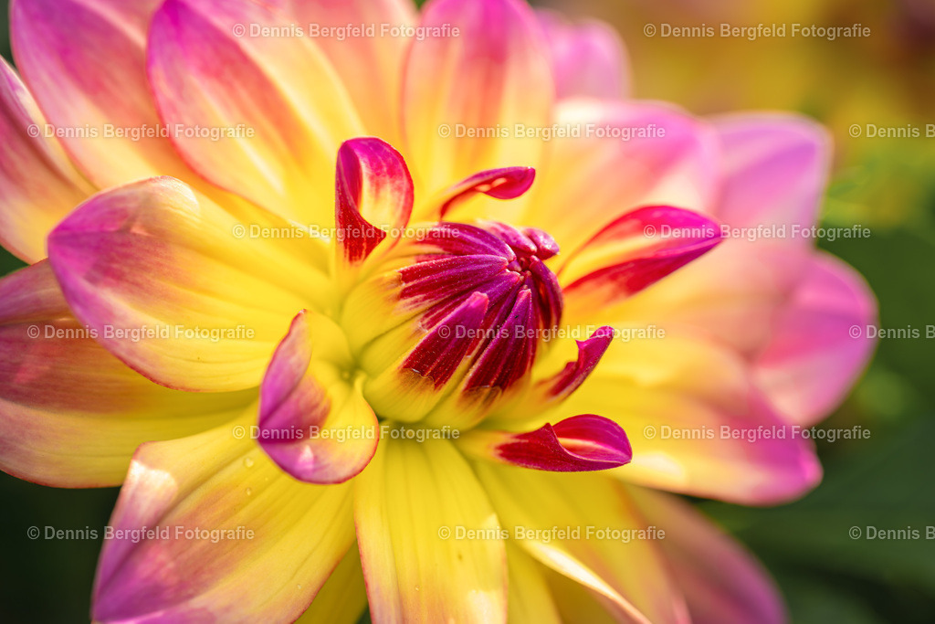 Flower 5 | Entdecken Sie Natur, Makro und Tierfotografie von Dennis Bergfeld.Besondere Momente und Details der Natur, hochwertig als Foto und Wandbild erhältlich. - Realisiert mit Pictrs.com