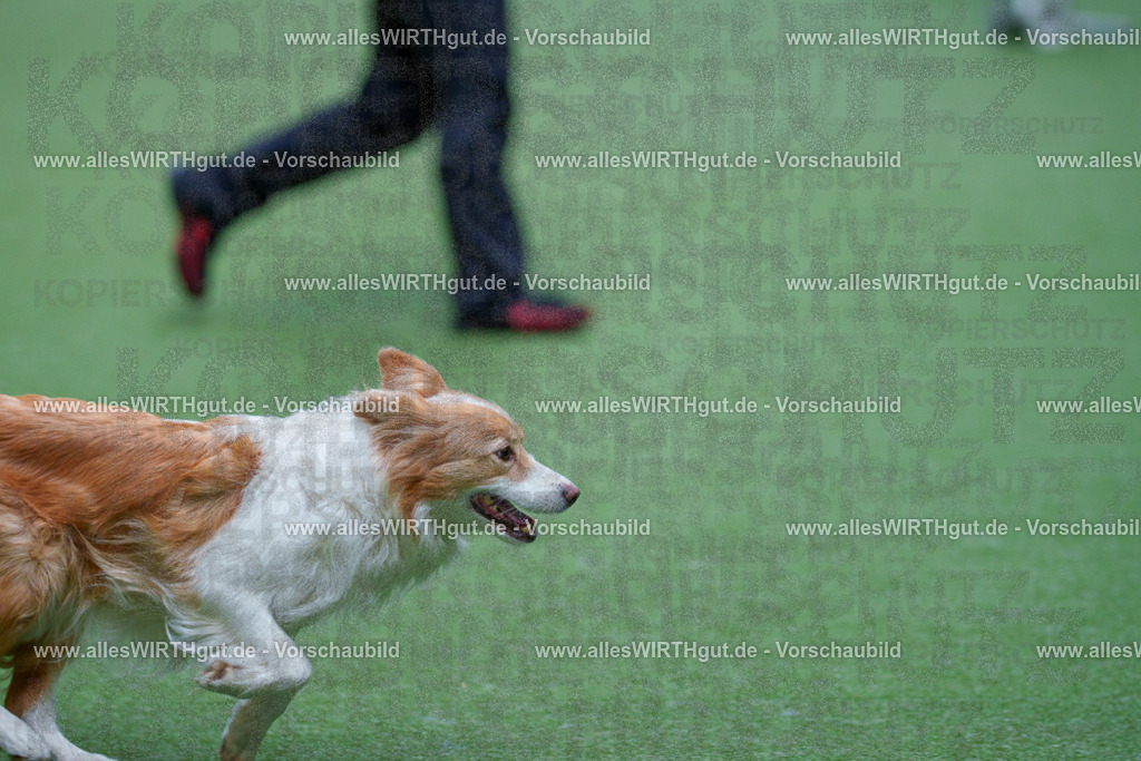 @allesWIRTHgut_Tierfotografie - www.allesWIRTHgut.de - 2604260920-7R507386 | Professionelle Tierfotografie in Mönchengladbach von Daniel Wirth (allesWIRTHgut). Liebevolle & natürliche Bilder von Hunden & Katzen für unvergessliche Erinnerungen.