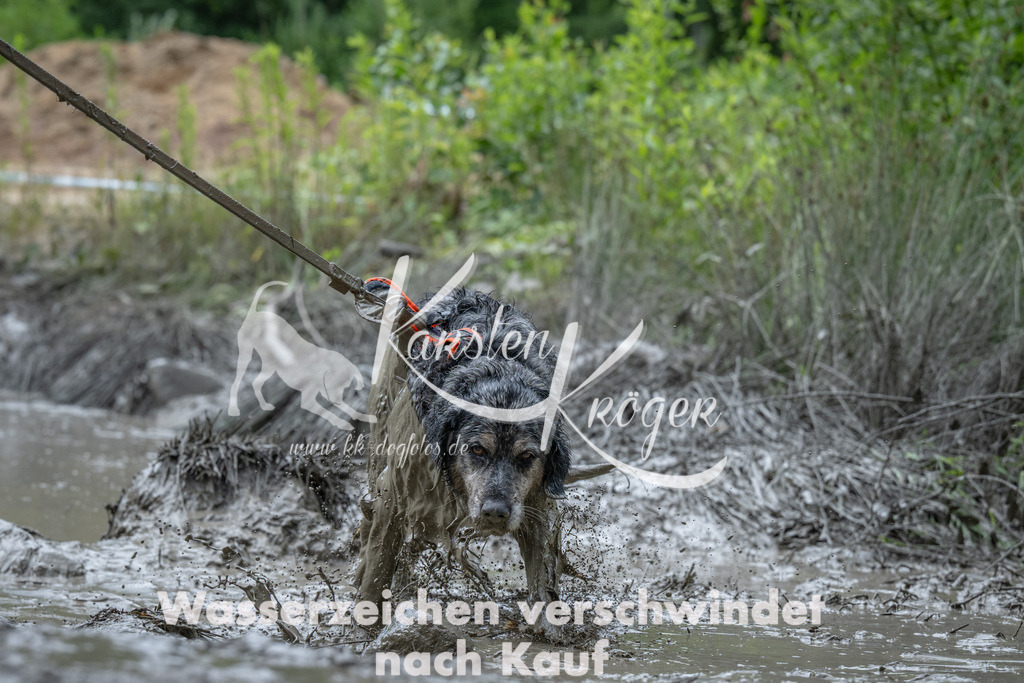 1129_ZZ92646 | kk-dogfotos