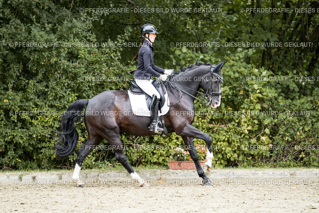 DSC06100 | Pferdegrafie