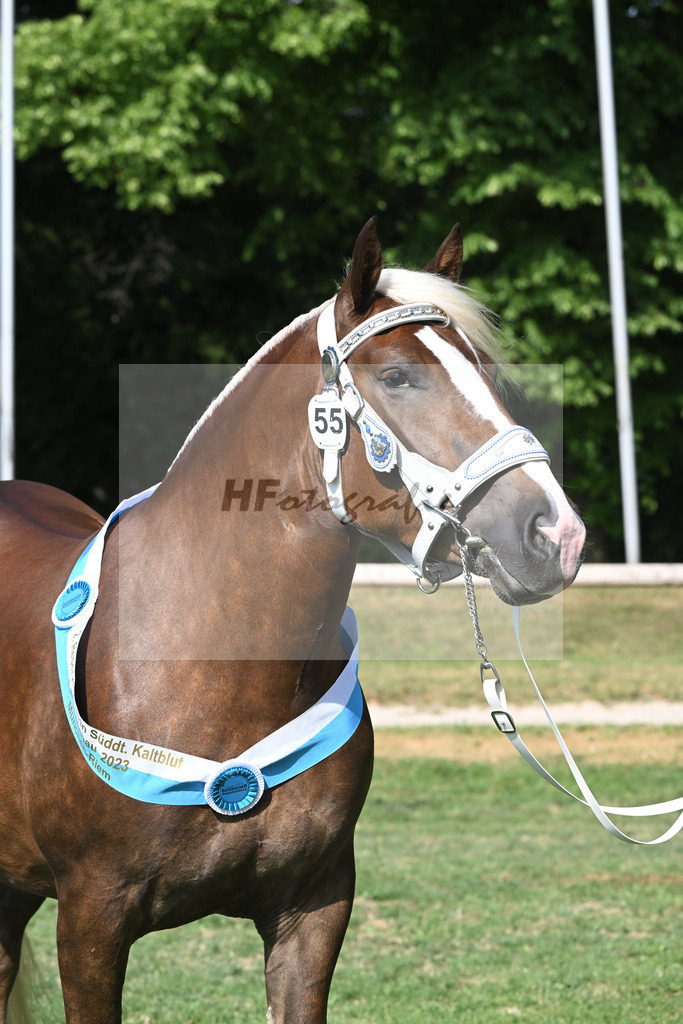 Kat-Nr. 55 Esmiralda_Gilg_20231684 | hf-fotografie - Realisiert mit Pictrs.com