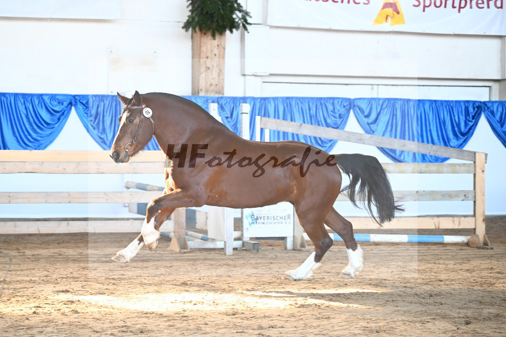 Kat-Nr. 4 Caliente du P tut Fatre v. Capeo_Strasser_9260094 | hf-fotografie - Realisiert mit Pictrs.com