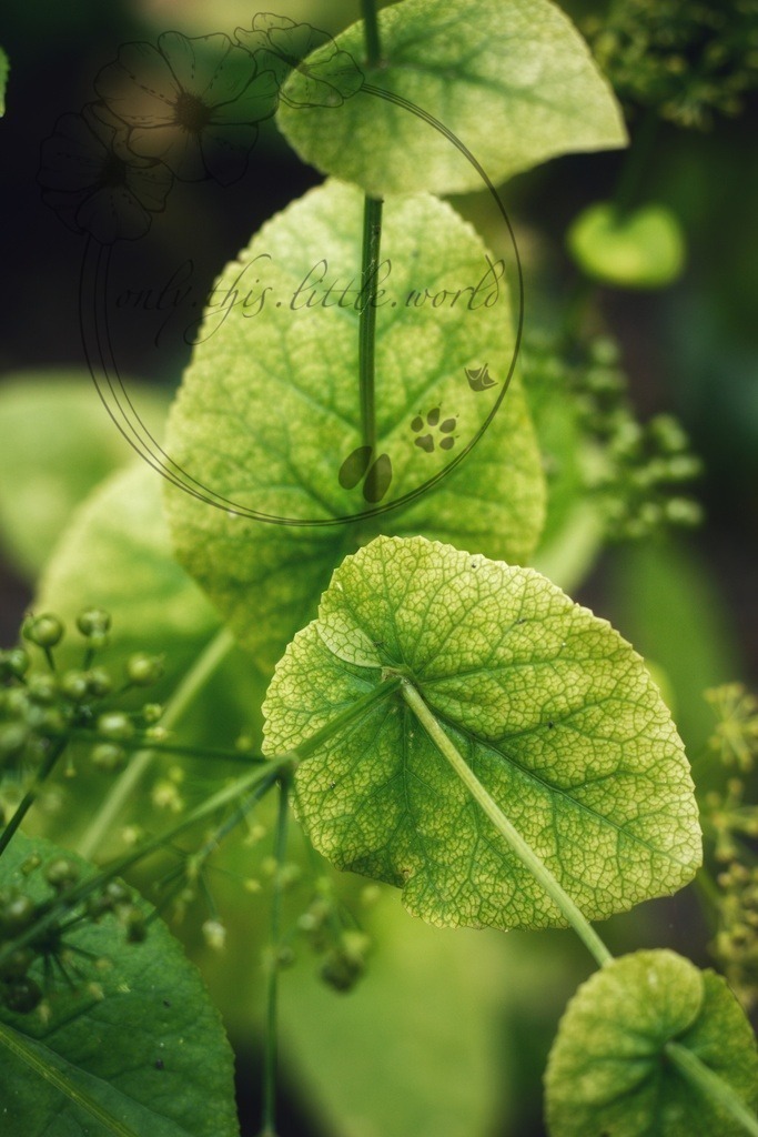 IMG_4106-01 | only.this.little.world - Realisiert mit Pictrs.com