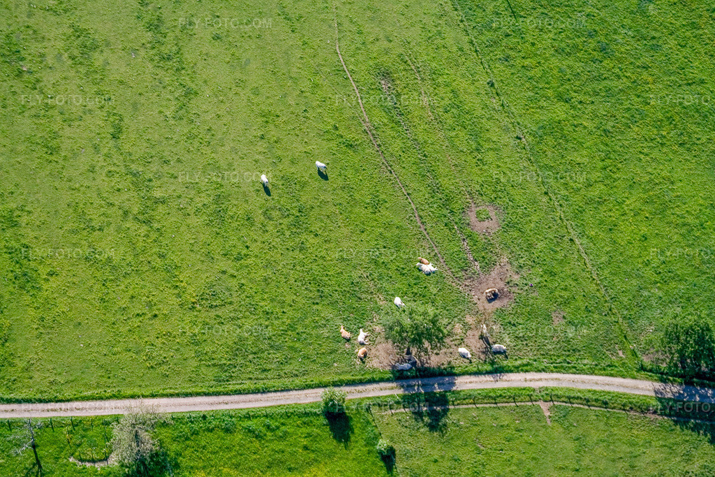 Aerial view: Cattle pasture with Charolais in Ernolsheim-lès-Saverne in the state Bas-Rhin, France. – Photo: IMG_10888.jpg taken on 05/12/2008 by Werner Riehm/FLY-FOTO.com – Resolution of the original: 3456 x 2304 px