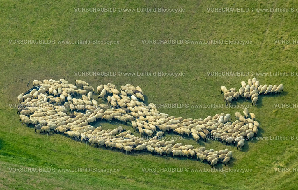 Froendenberg230901912-2 | Luftbild, Grasende Schafe auf einer Wiese, Bösperde, Menden, Ruhrgebiet, Nordrhein-Westfalen, Deutschland
