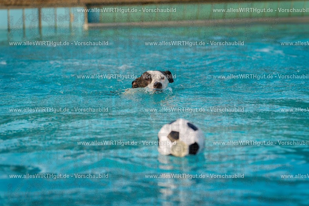 Hundeschwimmen_Grefrath_2026-allesWIRTHgut_Tierfotografie-15_08-7R509291 | Professionelle Tierfotografie in Mönchengladbach von Daniel Wirth (allesWIRTHgut). Liebevolle & natürliche Bilder von Hunden & Katzen für unvergessliche Erinnerungen.