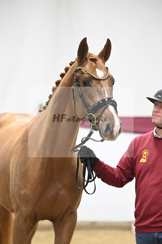 Kat-Nr. 93 Denzel van het Meulenhof - Chacco-Blue_Michael Eichler_47252912 | hf-fotografie - Realisiert mit Pictrs.com