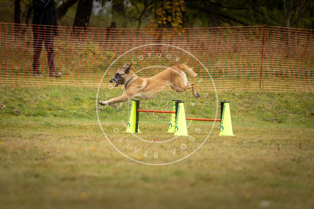 Pfotenfotografie_DV3A1527 | Hundefotografie, Tierfotograf, Pfotenfotografie, Fotoshooting Hund, Hunde Portrait, Hundesport, Hundeportraits, Heideshooting, Hunde, Sportfotograf, Hundefotograf, Turnierhundsport, THS,  - Realisiert mit Pictrs.com