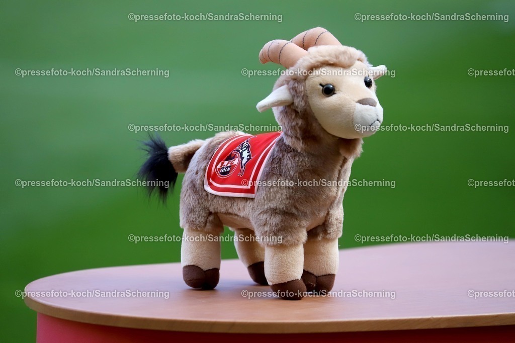xSSC09032501031 | 09.03.2025, xsscx, Frauen Fußball, 1. FC Köln - FC Bayern München, 1. Fußball Bundesliga, 16. Spieltag, RheinEnergie-STADION, Saison 2024 2025: Stofftier des FC Köln Mascottchen Hennes regulations prohibit any use of photographs as image sequences and or quasi-video. Nordrhein-Westfalen Deutschland
