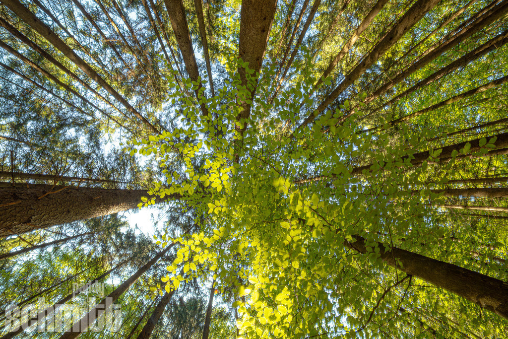 PS-Natur-2026-70 | Entdecke die größte Bildgalerie der Region mit Fotografien aus dem Allgäu, der Bodenseeregion, Oberschwaben, dem Donautal und der Schwäbischen Alb. Landschaften, Luftaufnahmen und Reisefotografie als Wandbild und Fotokunst. - Realisiert mit Pictrs.com