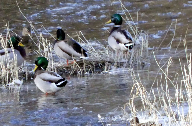 Entengruppe in Elster bei Wünschendorf | Verkauf von Fotos und  Videoclips zumThema Natur.Motive sind Pflanzen, Tiere, Landschaftenund Wetter - Realisiert mit Pictrs.com