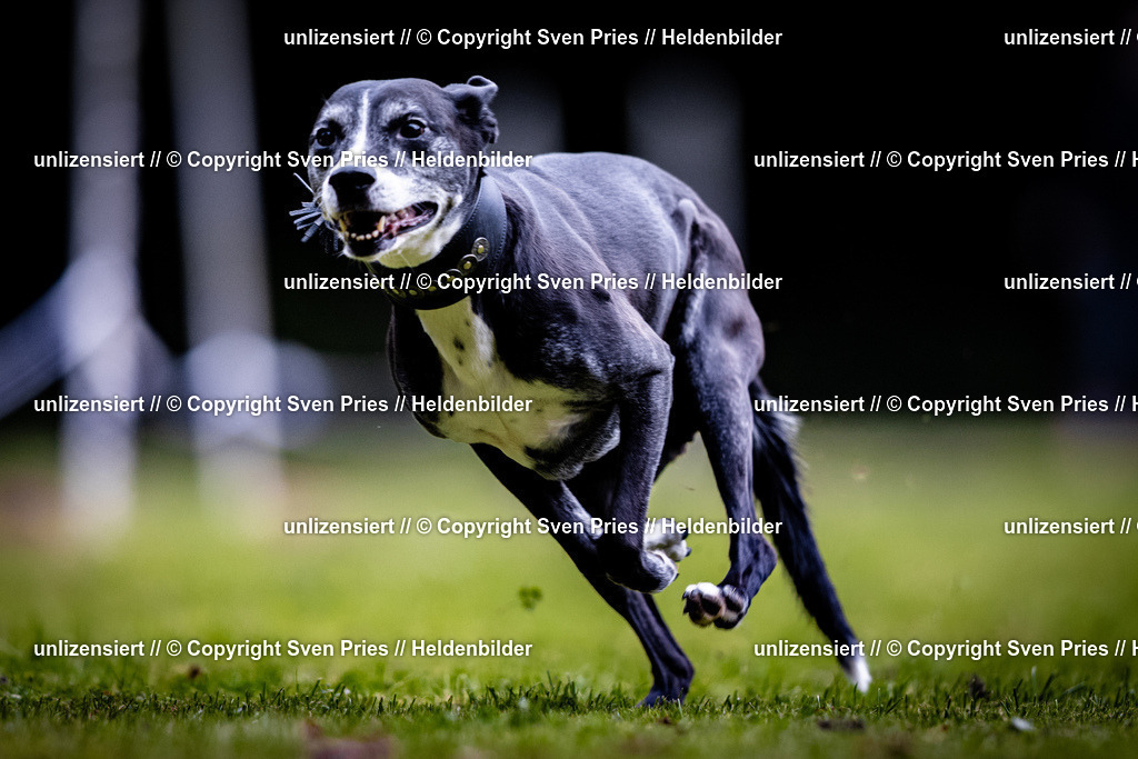 Sven Pries | 2025-10-03 - Hunderennen Obergrombach - Realisiert mit Pictrs.com