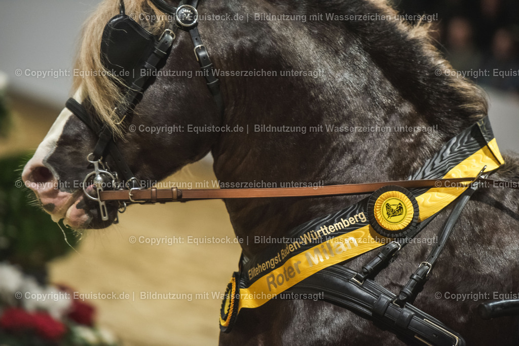 20240302_Hengstvorstellung_Marbach_TOMsPiC_0650 | equistock