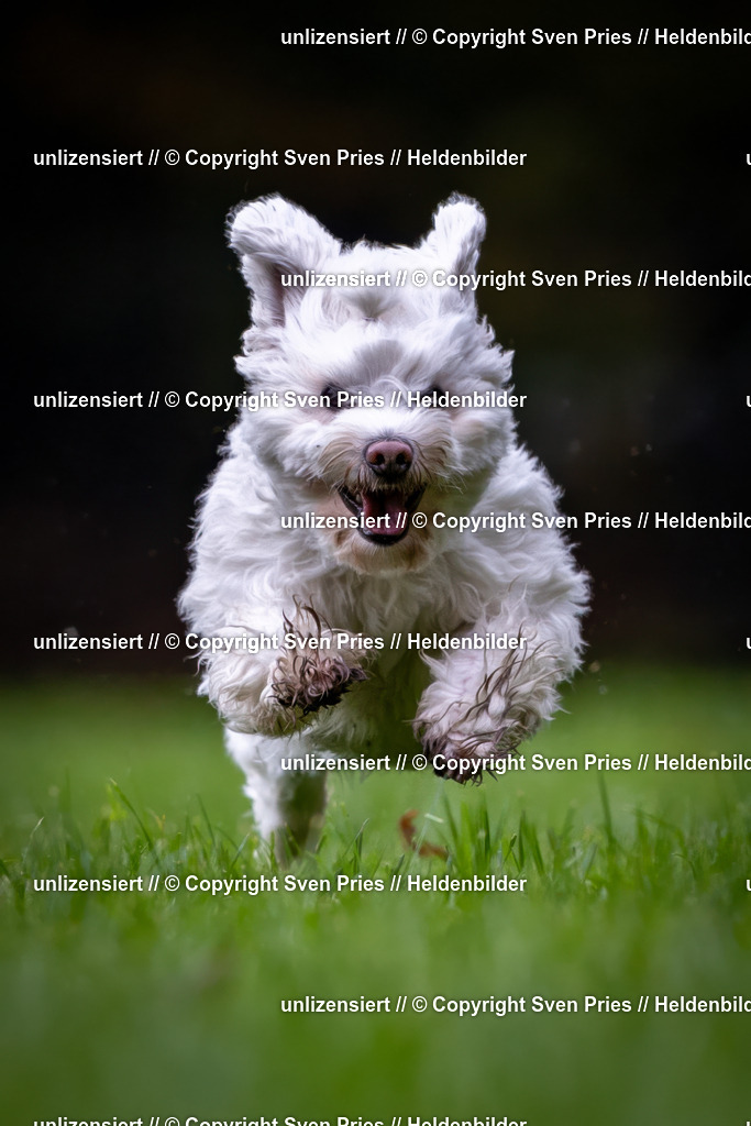 Sven Pries | 2024-10-19 - Hunderennen Ober-Grombach - Realisiert mit Pictrs.com