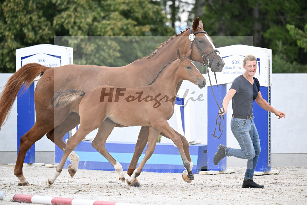 Kat-Nr. 312 Jaguar v d Berghoeve x Warrant_SF_Meyer_21250254 | hf-fotografie - Realisiert mit Pictrs.com