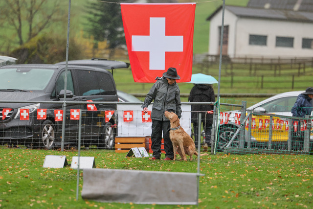 2025_Rally_Obedience_SM-227 | Ich fotografiere Hundeausstellungen, Sportanlässe, Zuchtstätten, Hundezucht, Hundeportrait, Lagotto - Realisiert mit Pictrs.com