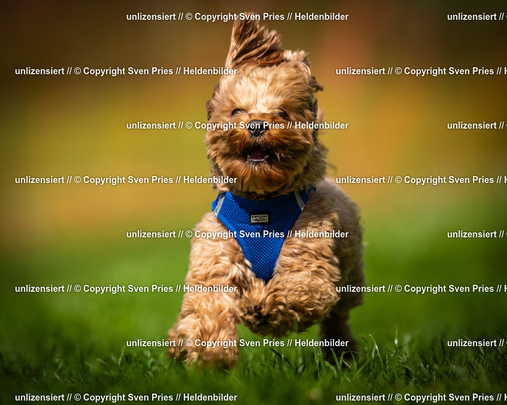 Sven Pries | 2025-04-13 - Hunderennen Baden-Baden - Realisiert mit Pictrs.com