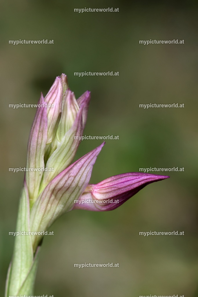 Schmetterlings-Knabenkraut-021 | Das Bilderarchiv über Tiere, Planzen und Landschaften. In der Bilddatenbank finden Sie ein große Auswahl an hochwertigen Bilder für Ihre Werbung - Realisiert mit Pictrs.com