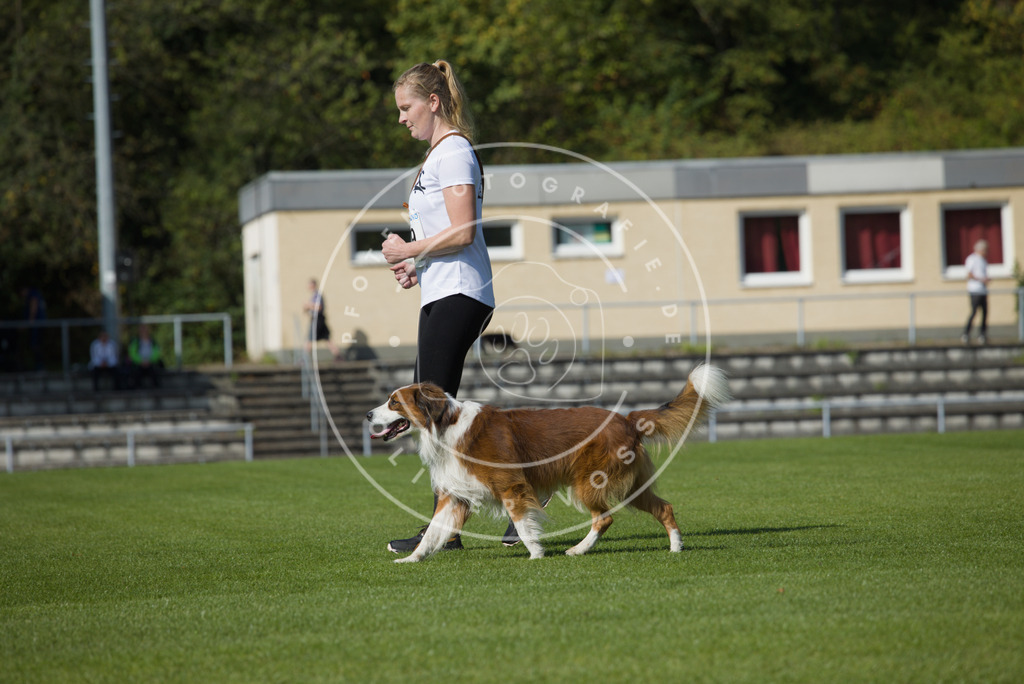 0L8A2481 | Hundefotografie, Tierfotograf, Pfotenfotografie, Fotoshooting Hund, Hunde Portrait, Hundesport, Hundeportraits, Heideshooting, Hunde, Sportfotograf, Hundefotograf, Turnierhundsport, THS,  - Realisiert mit Pictrs.com