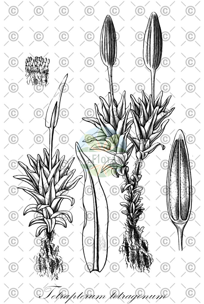HistAbb_wfo-0001076415_2_ENZY_Simple | Historische Abbildung von Tetrapterum tetragonum - Pottiaceae | Historical Illustration of Tetrapterum tetragonum - Pottiaceae