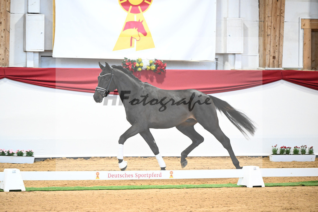 Kat-Nr. 37 Jovian x Lord Sinclair I_Meyer_43231961 | hf-fotografie - Realisiert mit Pictrs.com