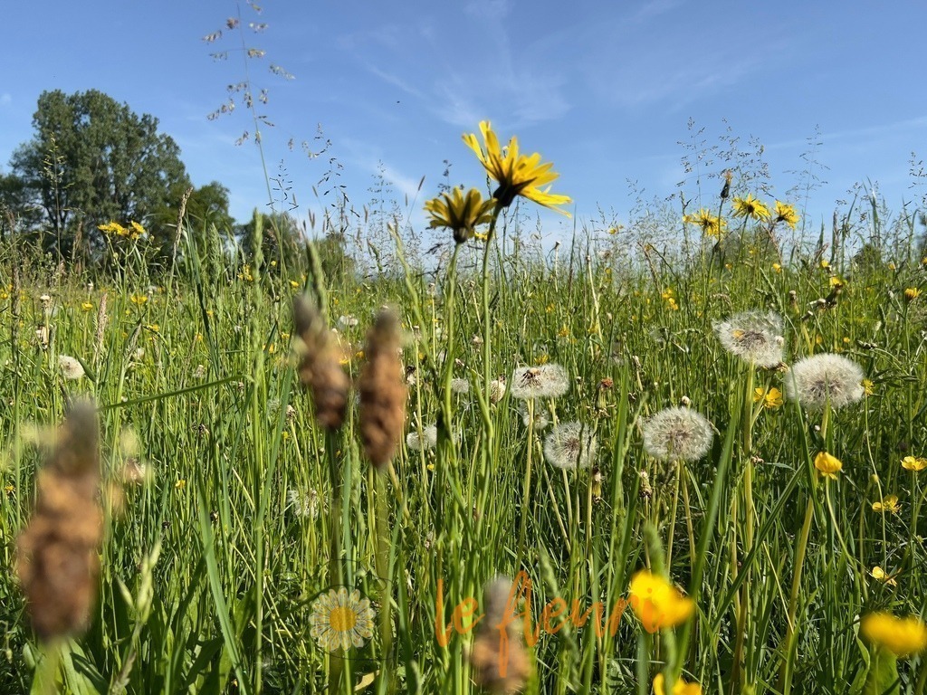 IMG_0864 | Dies ist der Shop von Florian Blum - le fleuri. Langenthal, Bern, Schweiz. Sie können hier meine oder ihre eigenen Fotos als Fotoprodukte kaufen. Tassen, Schlüsselanhänger, Taschen etc. können Sie hier gestalten.  - Realisiert mit Pictrs.com