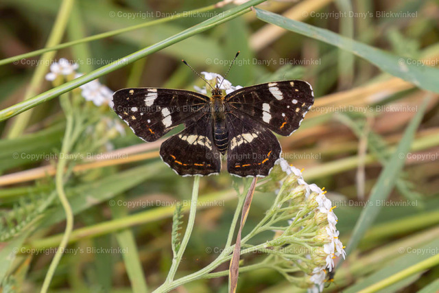 20185 | Tierfotografie, Tierkalender, Tierbilder, Insekten, Spinnen, Vögel, Schmetterling, Libellen, Leinwand, Colorkey, Qualität, Geschenkartikel, Geschenk - Realisiert mit Pictrs.com