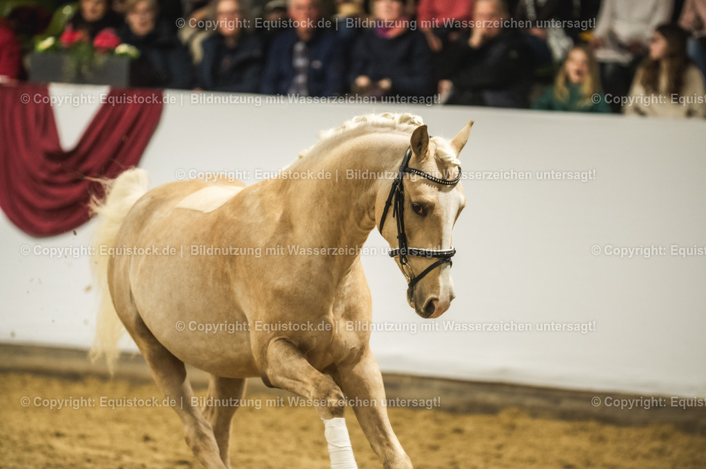 20240302_Hengstvorstellung_Marbach_TOMsPiC_0815 | equistock