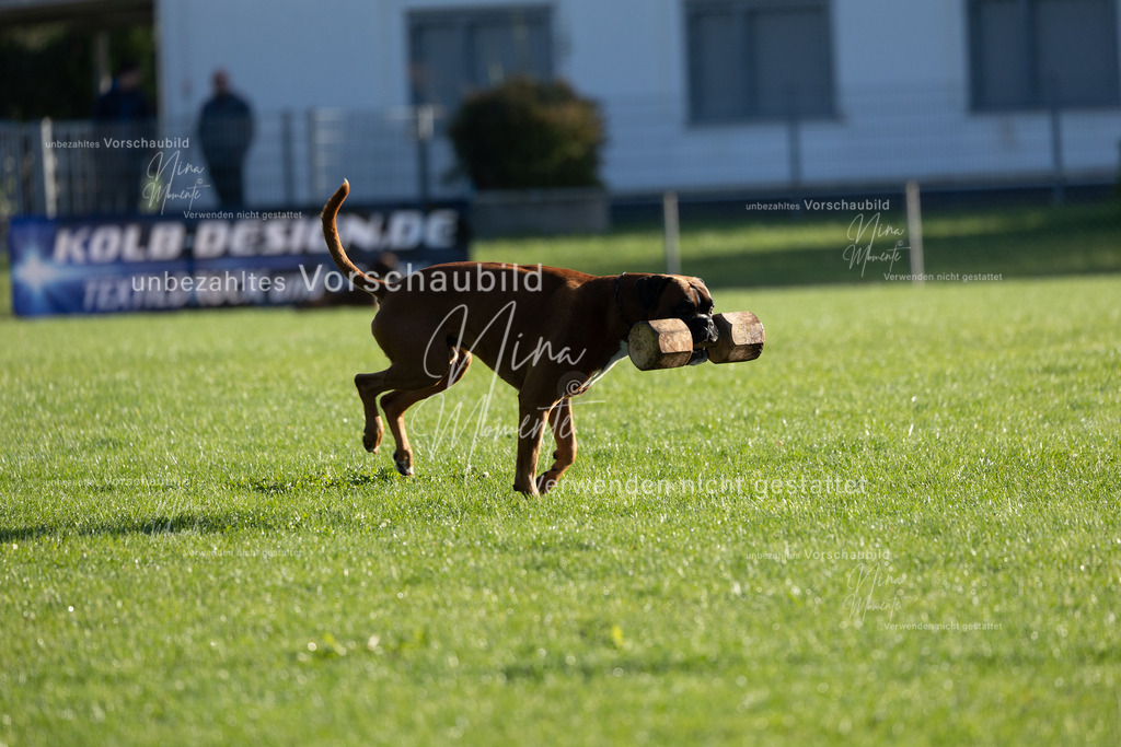 _16A6273 | Einzigartige Fotos von Hunden & Menschen –Actionfotos, Portraits, Vereinsaufnahmen & Paarshootings – authentisch, lebendig & mit Herz.
