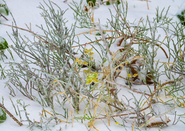 Gefrorene Pflanzen  im Schnee. | Das Bild zeigt eine Nahaufnahme von gefrorenem Grün und trockenem Gras, das von einer zarten Eisschicht überzogen ist, während Schnee den Boden bedeckt und eine eisige Winterlandschaft bildet.Die Komposition des Bildes ist eine Nahaufnahme, die sich auf die Textur und die Details der gefrorenen Pflanzen konzentriert. Es gibt keine klare Aktion oder Interaktion, da es sich um eine statische Szene handelt. Die Elemente sind eng beieinander positioniert, was ein Gefühl von Dichte und Fülle erzeugt. Die Form der gefrorenen Zweige bildet ein komplexes Netzwerk vor dem weißen Hintergrund des Schnees. Das Framing ist eng, um die feinen Details des Eises auf den Pflanzen hervorzuheben.Die Schlüsselelemente sind die verschiedenen Pflanzenarten, die sich im Schnee befinden. Es gibt dünne, buschige Zweige von immergrünen Pflanzen, die mit einer Schicht aus Eis überzogen sind, was ihnen ein leicht silbrig-grünes Aussehen verleiht. Daneben sind trockenere, gelbliche Grashalme zu sehen, die ebenfalls von Eis bedeckt sind und an einigen Stellen kleine gelbe Blätter aufweisen. Diese Kontraste in Farbe und Form tragen zur visuellen Vielfalt des Bildes bei. Im rechten unteren Teil ist ein zerbrochenes Glas zu erkennen, das ebenfalls mit Schnee und Eis bedeckt ist und einen Hauch von menschlichem Einfluss in die natürliche Szene bringt.Das Bild scheint eine Fotografie zu sein, die mit hoher Auflösung und Detailgenauigkeit aufgenommen wurde. Die technische Ausführung legt Wert auf Schärfe und Klarheit, um die feinen Strukturen des Eises und der Pflanzen hervorzuheben. Der Stil ist realistisch und dokumentarisch, wobei der Fokus auf der Schönheit und den besonderen Merkmalen der Natur im Winter liegt. Kreative Entscheidungen umfassen die Wahl des Ausschnitts, der die Komplexität der Szene betont, und die Erfassung des Lichts, das auf dem Eis reflektiert.Die Szene ist in einer winterlichen Umgebung angesiedelt, mit reichlich Schnee, der den Boden und die unteren Teile der Pflanzen bedeckt. Die Beleuchtung ist diffus und wahrscheinlich durch den bewölkten Himmel, was die Eiskristalle und die gefrorenen Oberflächen zum Glitzern bringt, ohne harte Schatten zu werfen. Dies erzeugt eine kühle und ruhige Atmosphäre. Die Kombination aus dem Weiß des Schnees, dem Grün der Pflanzen und dem Silber des Eises schafft eine subtile Farbpalette, die die Kälte und Stille des Winters widerspiegelt. Das Vorhandensein des zerbrochenen Glases fügt der ansonsten natürlichen Szene eine leichte Note von Melancholie oder Vergänglichkeit hinzu.