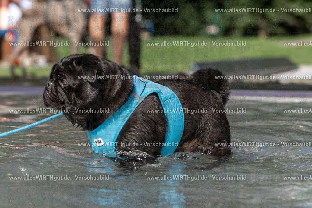 Hundeschwimmen_Volksbad_2026-allesWIRTHgut_Tierfotografie-2609061415-FAY06933 | Professionelle Tierfotografie in Mönchengladbach von Daniel Wirth (allesWIRTHgut). Liebevolle & natürliche Bilder von Hunden & Katzen für unvergessliche Erinnerungen.
