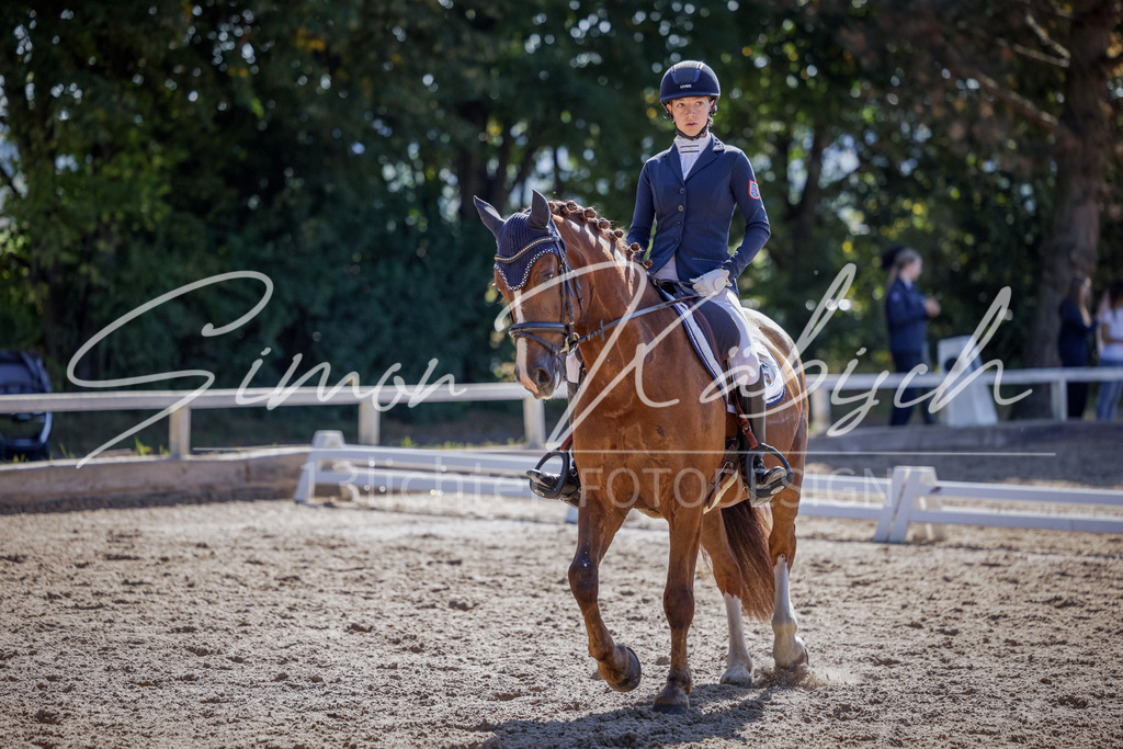 20250906-_3LI3586 | Tierfotografie Pferde, Hunde, Katzen, Haustiere.
Turnierfotografie Reitturniere, Reiten, Springreiten, Dressur in Hanau, dem Main-Kinzig-Kreis und dem Rhein-Main- Gebiet um Frankfurt