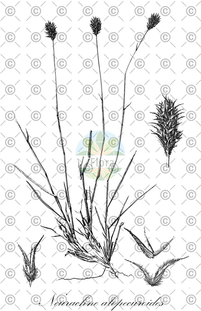 HistAbb_wfo-0000251788_1_ENZY_Simple | Historische Abbildung von Neurachne alopecuroides - Poaceae | Historical Illustration of Neurachne alopecuroides - Poaceae