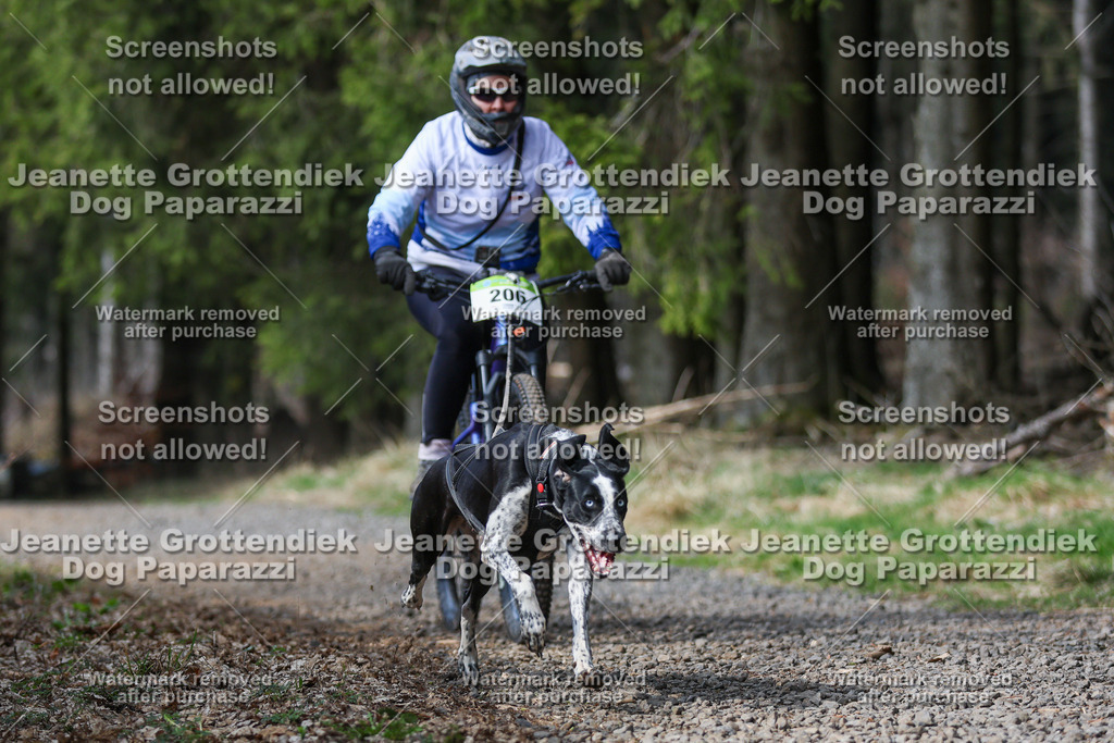 Dog Paparazzi - VCC26-220 | Dog Paparazzi Jeanette Grottendiek Fotografie & Videografie - Realisiert mit Pictrs.com