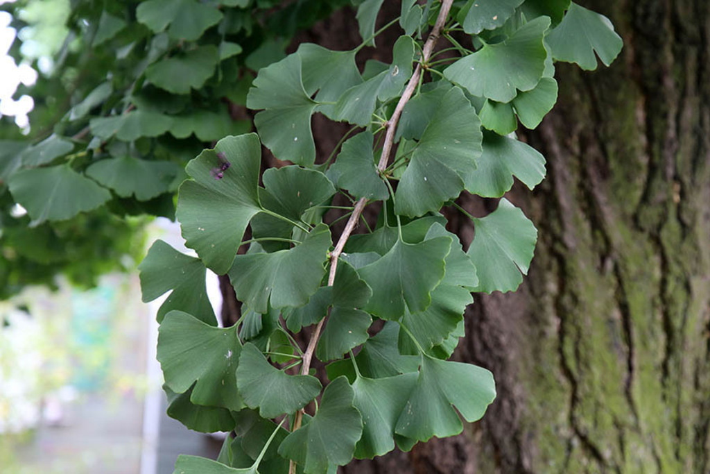 Budde-Haus - Gingkobaum | Entdecke über 20 Kategorien Leipzig-Motive: Foto-Downloads, hochwertige Poster, Leinwand- & Fine-Art-Prints. Jetzt Lieblingsfoto im Bildlexikon Leipzig Shop bestellen!