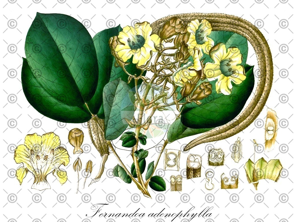 HistAbb_wfo-0000686295_1_ENZY_Simple | Historische Abbildung von Fernandoa adenophylla - Bignoniaceae | Historical Illustration of Fernandoa adenophylla - Bignoniaceae