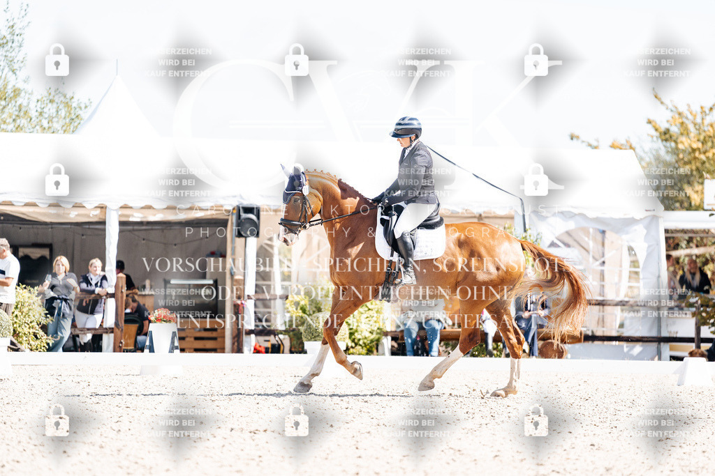CK903208 | Turnierfotografie Pferdefotografie Trier Rheinland-Pfalz Pferdesport Reitsport Tierfotografie Sportfotografie Pferdevideo Pferdevideografie Equestrianvideography equestrianphotography  - Realisiert mit Pictrs.com